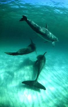 Swim With the Dolphins