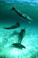 Three Dolphins