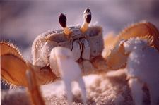 LE GHOST CRAB OU CRABE FANTOME