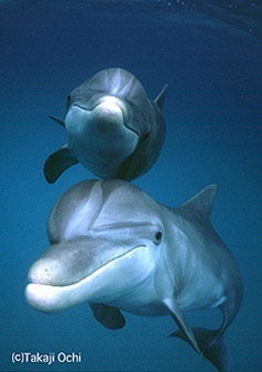 Swim With the Dolphins