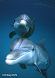 Two Dolphins
