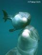Three Dolphins