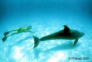 Swimmer and dolphin