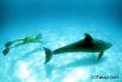 Two Dolphins