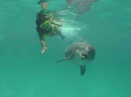 Swim With the Dolphins