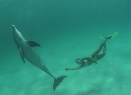 Swim With the Dolphins