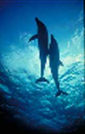A Dolphin Legend