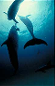 A Dolphin Legend