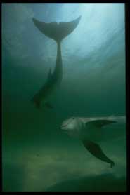 A Dolphin Legend
