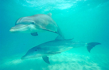 Swim With the Dolphins