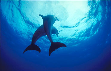 Swim With the Dolphins