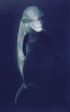 Swim With the Dolphins
