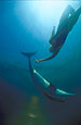 Dolphin Encounter