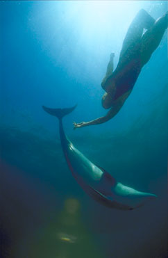 Swim With the Dolphins