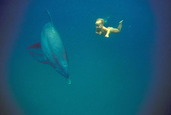 Swim With the Dolphins