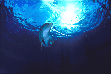 Swim With the Dolphins
