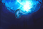 Solitary Dolphin 2