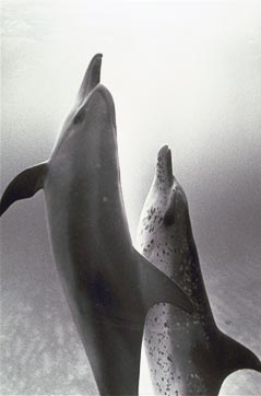 Swim With the Dolphins