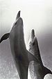 Two Dolphins
