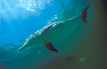 Swim With the Dolphins