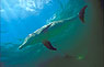 Solitary Dolphin