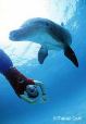 Swimmer and dolphin