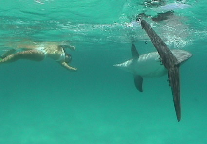 Swim With the Dolphins