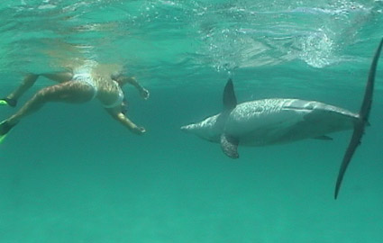 Swim With the Dolphins