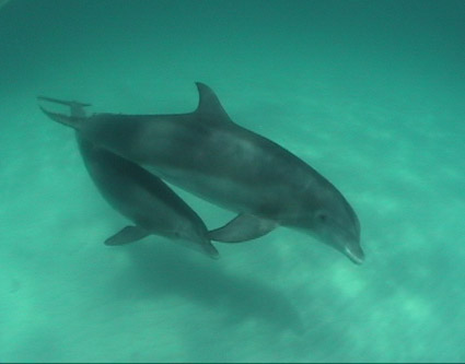 Swim With the Dolphins