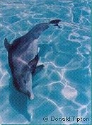 Information about dolphins