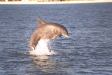 dolphin jumping