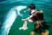 Programme Harmony : dauphins-enfants aux besoins particuliers