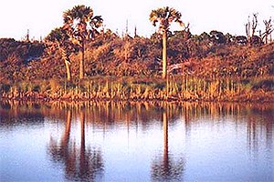 Shell Island, Panama City Beach FL