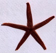 starfish on our dolphin tour FL