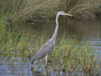 Blue Herons on our dolphin tours to Shell Island