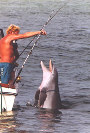 dolphin watch Panama City - feeding wild dolphins