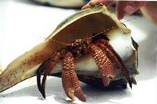 Hermit Crabs Shell Island