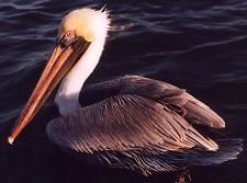 Brown pelicans on our dolphin tour Florida