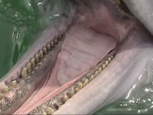 Learn about the wild dolphins in Panama City Beach.