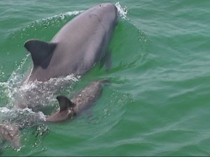 A mother and baby dolphin