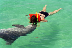 DolphinKiss