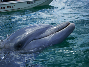 Dolphin watch Florida - navigation and finding food