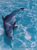 Dolphins are beautiful and fun to watch. Join a dolphin watch in Panama City, FL.