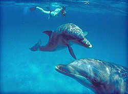 Man swimming with two dolphins. Find dolphin tours like this nearby.