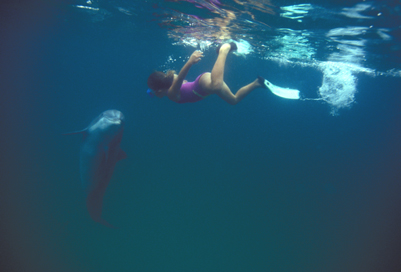 Child with fins and snorkel swimming with a wild dolphin