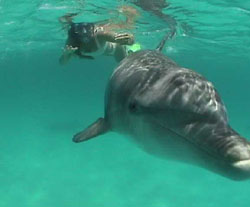 Interns will swim with dolphins