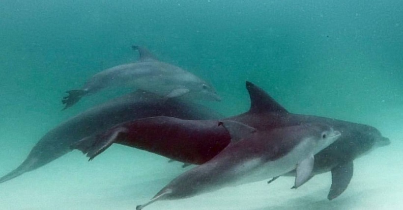 dolphins swimming in the Gulf near 30A Florida