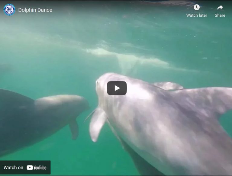 Dolphin Dance