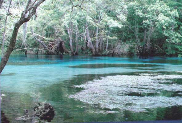 Cypress Springs