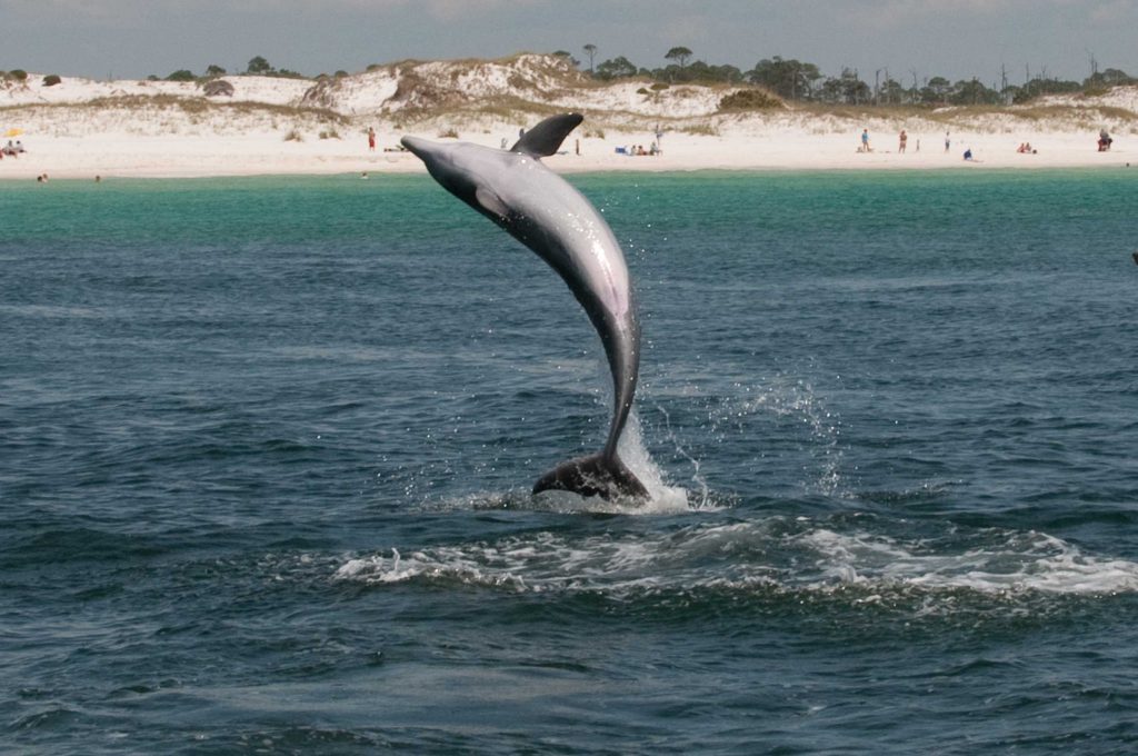 dolphin jumping out of the water on one of our swim with the dolphin Shell Island Tours.